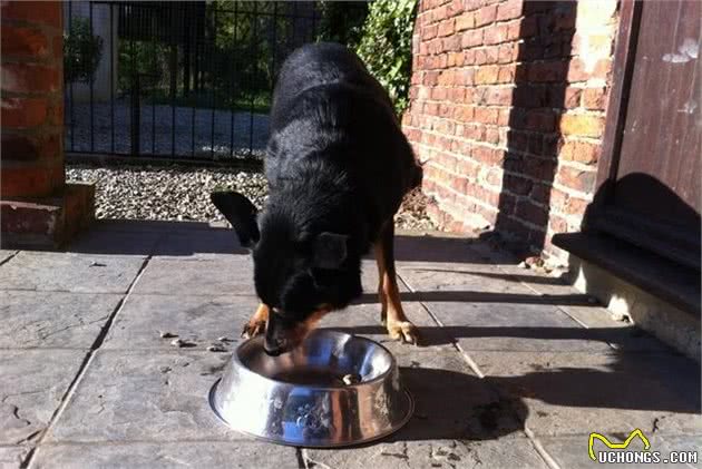 不管你家狗狗护不护食，这些犬护食的真相，你都有必要了解