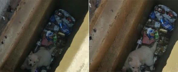 陌生狗狗冲人叫唤却不接受施舍，后来才知道原来还有隐情！