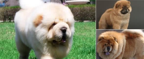 松狮犬怎么饲养养松狮犬要注意事项