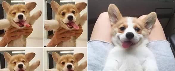 除了短腿翘臀，柯基犬还有这些不为人知的小知识……