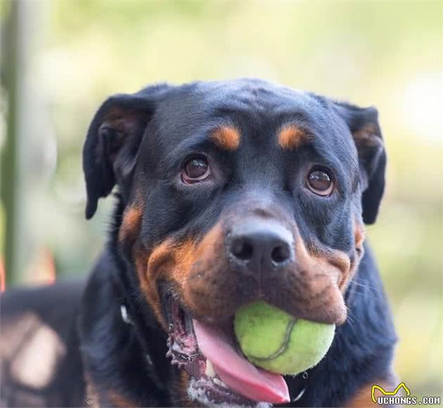 17种忠诚的犬种，永远不会离开你的身边，一生只为陪同你而出现