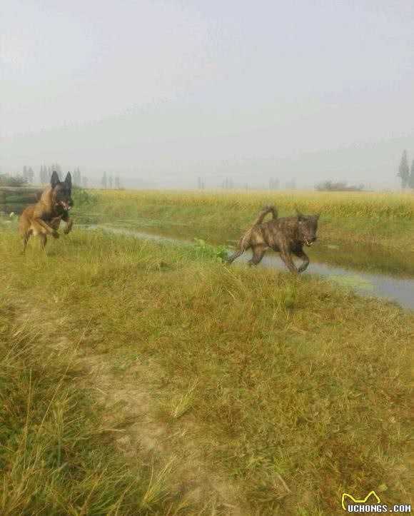 乾隆爷御用猎犬斑锦彪，藏獒见了都得跪了