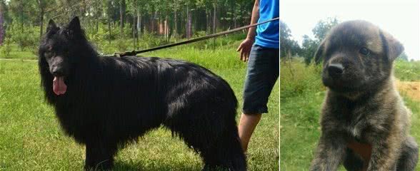 乾隆爷御用猎犬斑锦彪，藏獒见了都得跪了