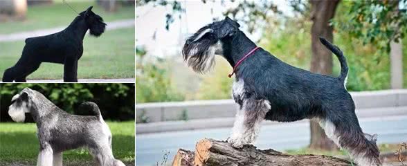 纯白的雪纳瑞犬，居然也是被认可的？