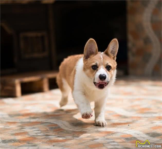 想要养合适的小型犬，这五种多是最合适你的