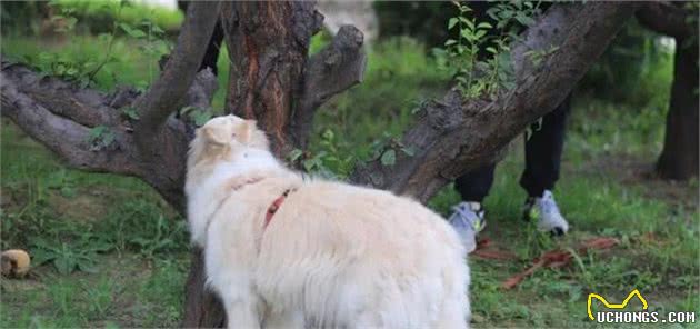 铲屎官需训练爱犬拒食，主因实为防止爱犬出行时误食异物受伤