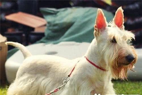 苏格兰梗犬厉害吗苏格兰梗犬的气质中勇敢自信