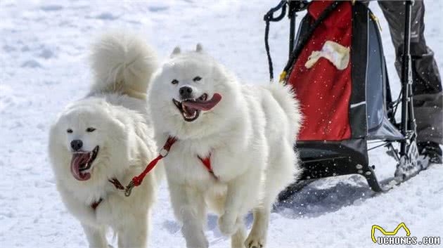 “雪橇三傻”之萨摩耶犬