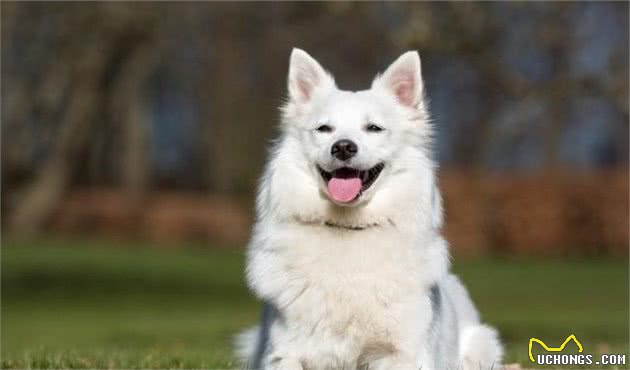 “雪橇三傻”之萨摩耶犬