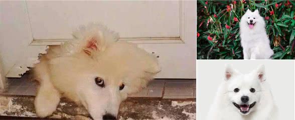 “雪橇三傻”之萨摩耶犬
