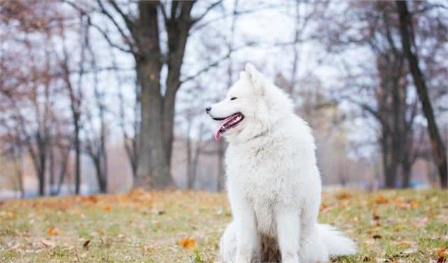 活着的时候陪同着主人，死后把皮毛也贡献出来的萨摩耶犬，该怎么养