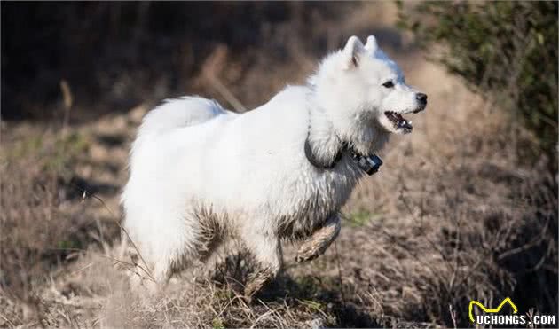 活着的时候陪同着主人，死后把皮毛也贡献出来的萨摩耶犬，该怎么养