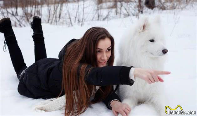 活着的时候陪同着主人，死后把皮毛也贡献出来的萨摩耶犬，该怎么养