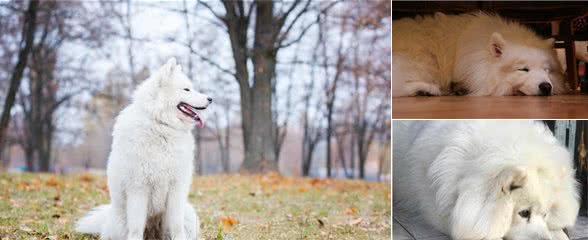 活着的时候陪同着主人，死后把皮毛也贡献出来的萨摩耶犬，该怎么养