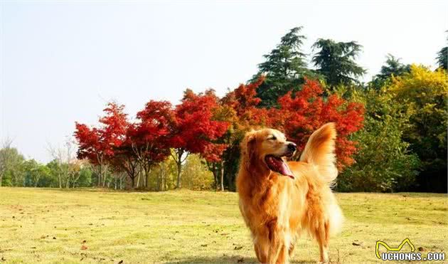 想要挑选一只漂亮的金毛犬，主人能够经过这些地方去评选，保准美观