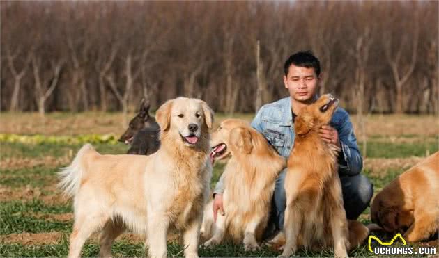 想要挑选一只漂亮的金毛犬，主人能够经过这些地方去评选，保准美观