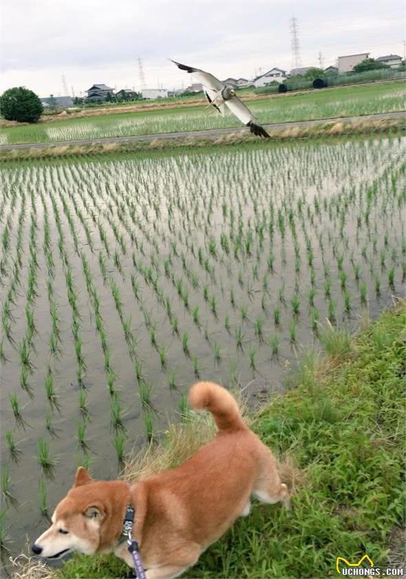 狗狗胆量太小怎么办？铲屎官不要急，慢慢改变才适合