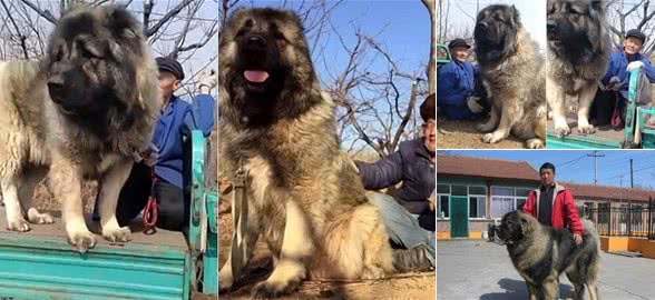 犬中之王温驯依偎老农　高加索犬若发狠…5分钟可咬死藏獒！