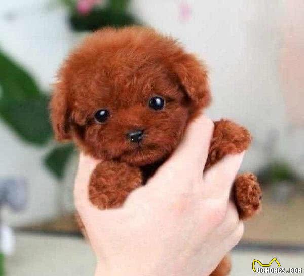 宠知识|快来测下你家犬性格