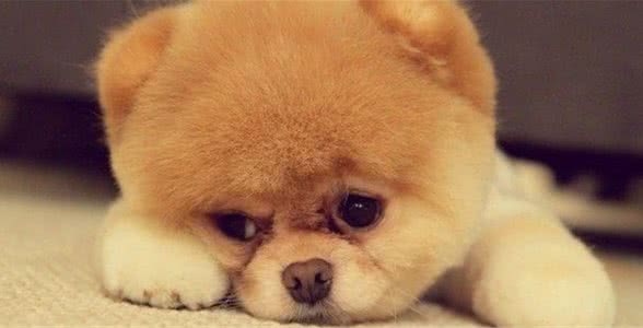 宠知识｜快来测下你家犬性格