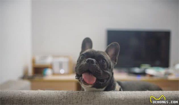 狗狗身上臭，教你如何轻松应对