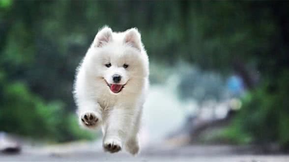 狗狗不听话?你能够这样来训练它哦!