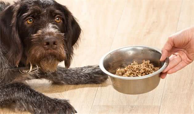 八招KO犬厌食问题