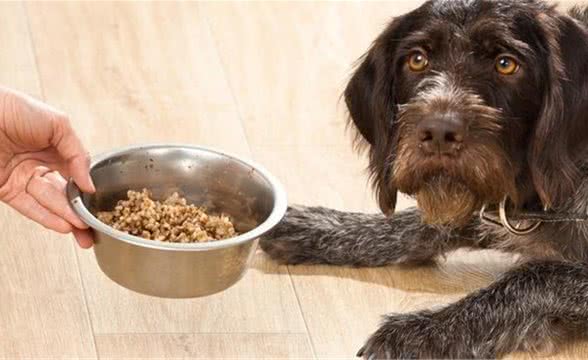 八招KO犬厌食问题