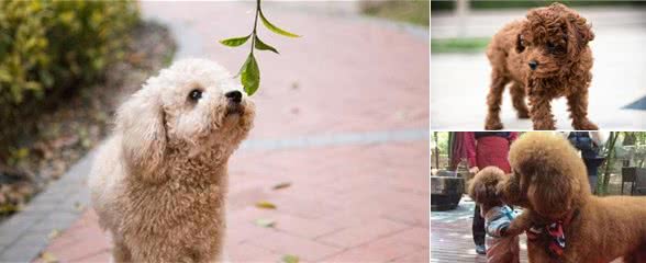 泰迪犬价格差别大，都是受到这6大因素的影响！