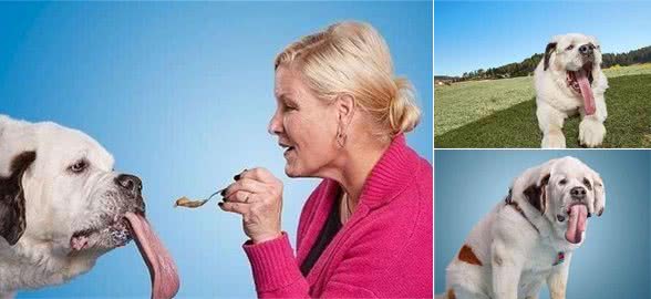 你猜在吉尼斯世界纪录中,狗狗的舌头最长是多长?