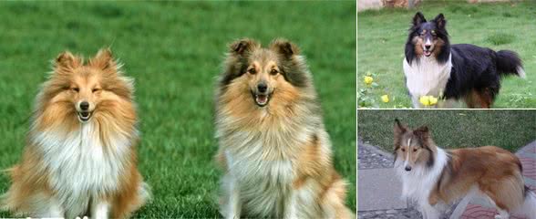 喜乐蒂牧羊犬幼犬的特点喜乐蒂牧羊犬幼犬的养护