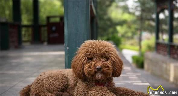 泰迪犬到底有多聪明，网友：它是人，我大约才是只狗！