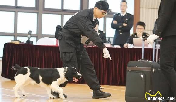 史宾格犬一点不威猛，怎么能当警犬？这狗狗可厉害了