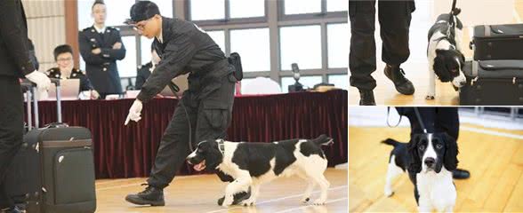 史宾格犬一点不威猛，怎么能当警犬？这狗狗可厉害了