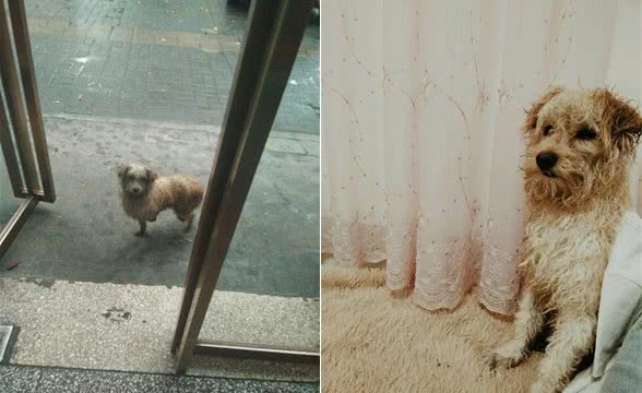 雨天在门口徘徊的流浪狗，女孩抱回家，洗完澡后被这卷毛给萌化了