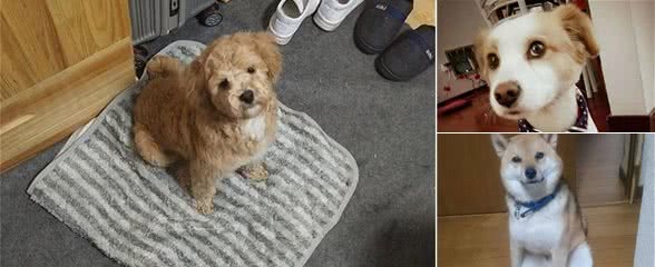 辟谣，狗狗刚到新家只能吃犬粮？并不是如此，纯犬粮喂食也有风险