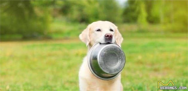 处方犬粮一定会比普通犬粮更健康吗？除非狗狗有病，否则完全没必要