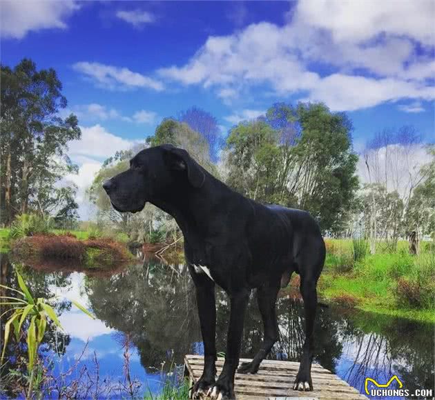 外表威武的大型犬却个个都温顺友善，看来性格跟体型是成反比的