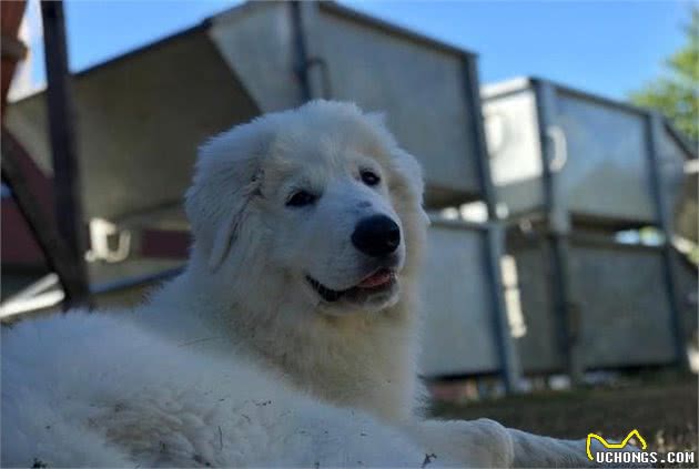 外表威武的大型犬却个个都温顺友善，看来性格跟体型是成反比的