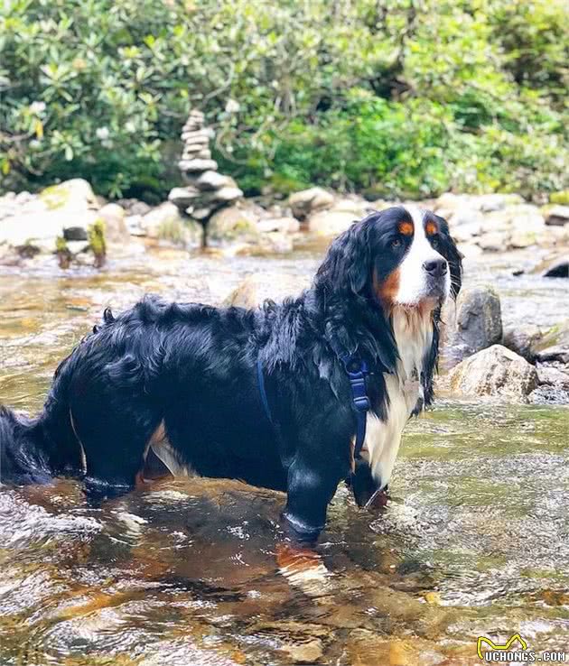 外表威武的大型犬却个个都温顺友善，看来性格跟体型是成反比的