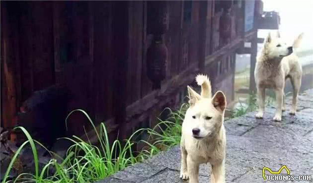 我国唯一的世界级猎犬品种，一直被当“土狗”嫌弃，现在濒临灭绝