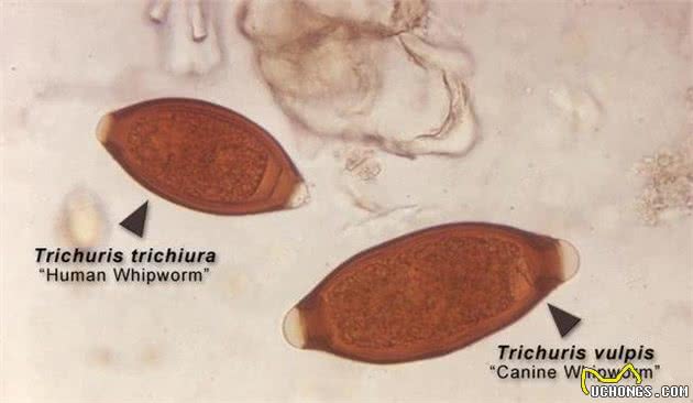 不想狗狗受这5种虫子折磨，除了定期驱虫外，还能够用这5个方法