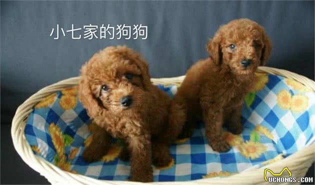 泰迪幼犬的饲养