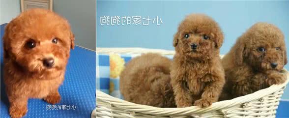 泰迪幼犬的饲养