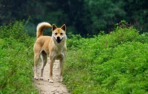 怎样的土狗是极品品相好的不输宠物犬