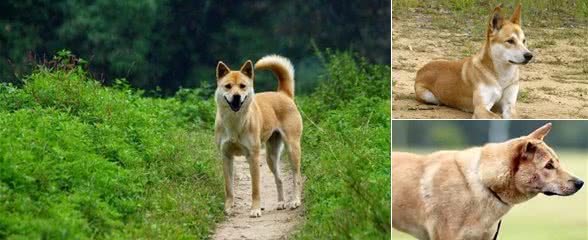 怎样的土狗是极品品相好的不输宠物犬