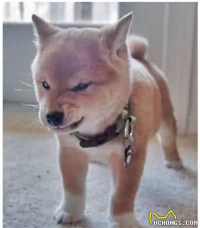 碰见狗狗突然咬人，别慌张，学会这7招能自救！