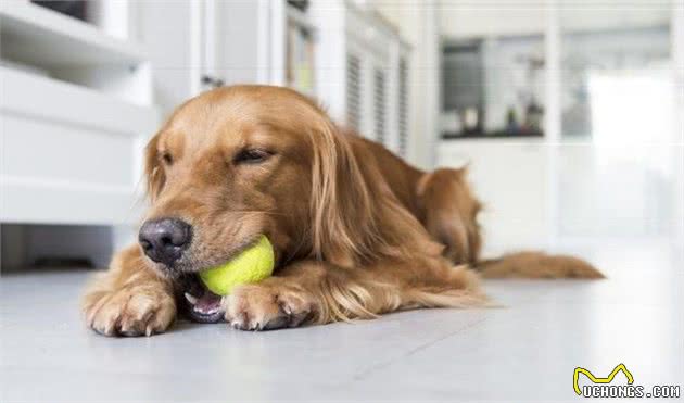 训练金毛犬不乱叫的有效方法