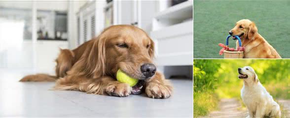 训练金毛犬不乱叫的有效方法