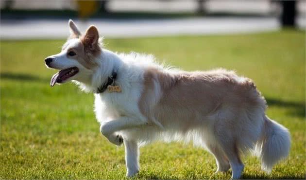 饲养边牧犬有5大禁忌，铲屎官尽可能早了解，有助延长边牧犬寿命！